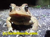 /home//u458753944/public_html/sourcegallery//////////////////////Roxborough Toad Detour/2021/2021-04-10/P4100227.JPG